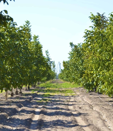 Walnut orchards of the Valley region
